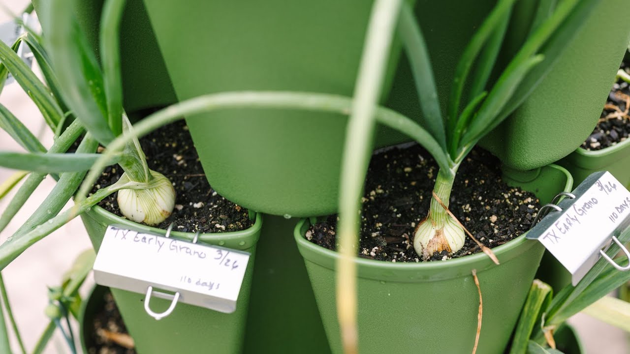 Growing Onions Vertically - Harvest & Tips
