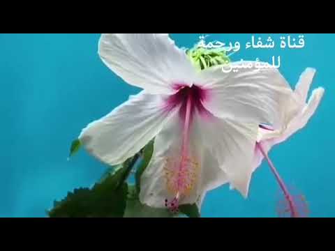 القارئ عمر الهاشمي من سورة يس