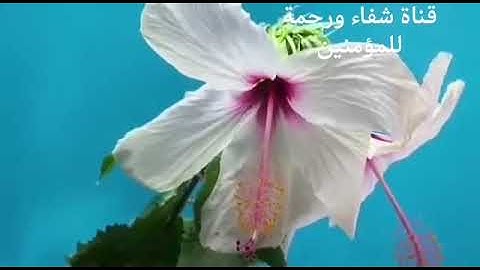 القارئ عمر الهاشمي من سورة يس