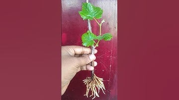 How to grow grape vines from cuttings|growing grapes at home #shorts#grapetree #grapevine #grape