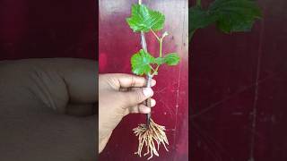 How to grow grape vines from cuttings|growing grapes at home #shorts#grapetree #grapevine #grape