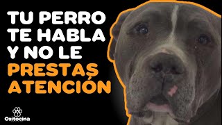 7 SEÑALES DE QUE TU PERRO ES INFELIZ