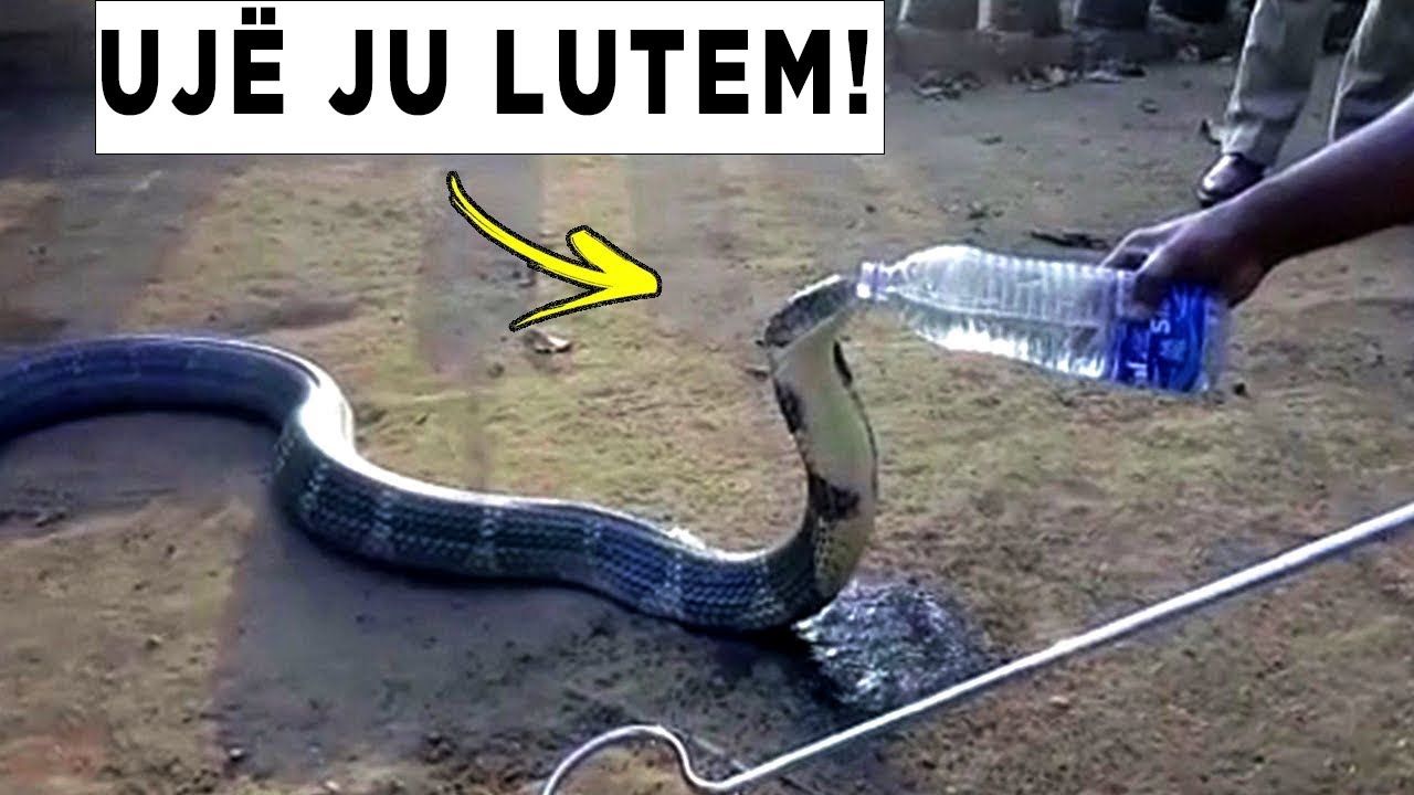 Kafshe qe Kerkuan Ndihmen e Njerezve #3• Fakte Interesante