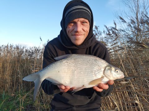 Bream and roach