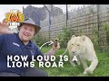 How loud is a lions ROAR? - One Zoo Three