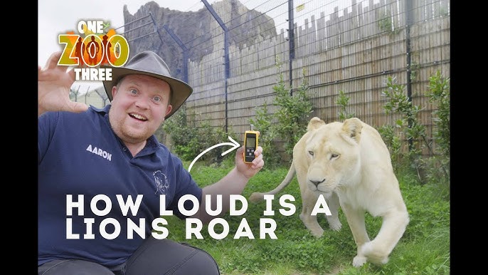 How to Move a Lion - Brevard Zoo