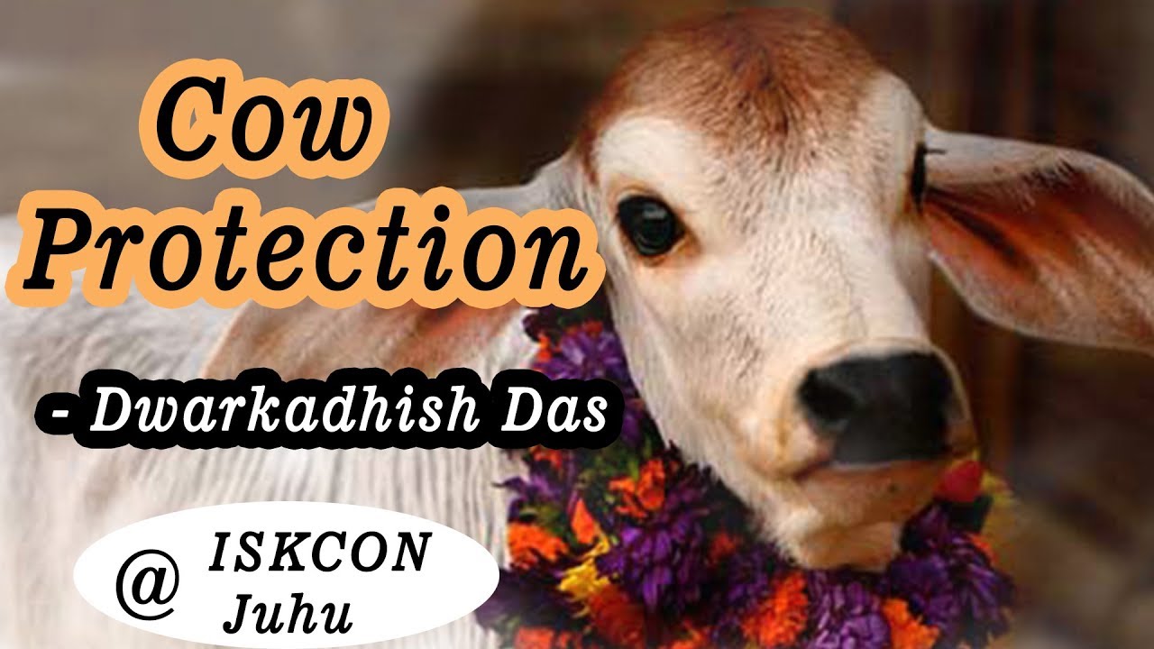 Seminar on Cow Protection by HG Dwarkadhish Das on 28th Oct 2017 at ISKCON Juhu