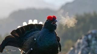 Orrfugl leik i Vindafjord Orrfugl leik i Vindafjord