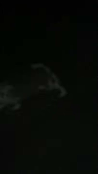 Ночной заяц - YouTube