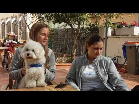 Vídeo: Els Gossos De Teràpia Visiten Estudiants Afectats Per Parkland Shooting