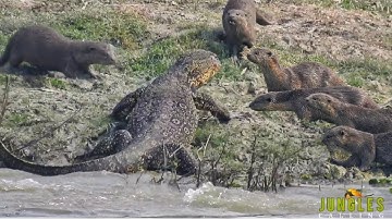 Otters incredible fight with Monitor Lizard | Jungle Safari