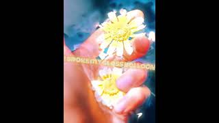 Hermit The Frog Sped Upcleans