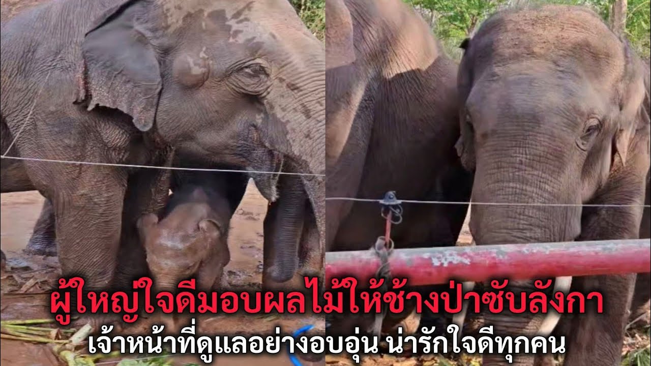 ผู้ใหญ่ใจดีมอบผลไม้ให้ช้างป่าซับลังกา เจ้าหน้าที่ดูแลอย่างอบอุ่น น่ารักใจดีทุกคน