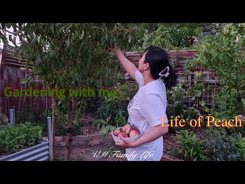 Life Of Peach | How To Grow Peach Trees From Seed |  Prune And Irrigate Peach Trees Get More Fruits.
