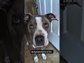 #dog #funny #pitbull #doglife #relatable