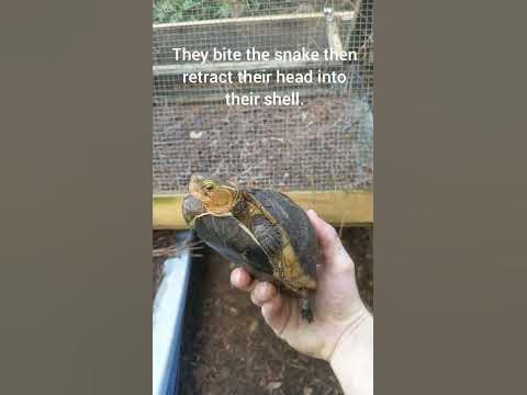 Snake eating turtle!?#turtle #cuora #snake - YouTube