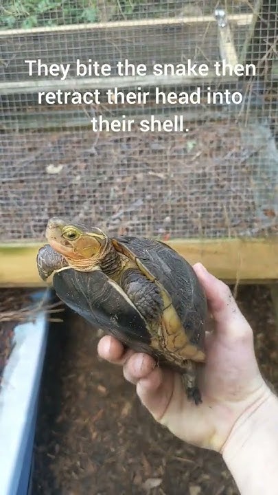 Snake eating turtle!?#turtle #cuora #snake - YouTube