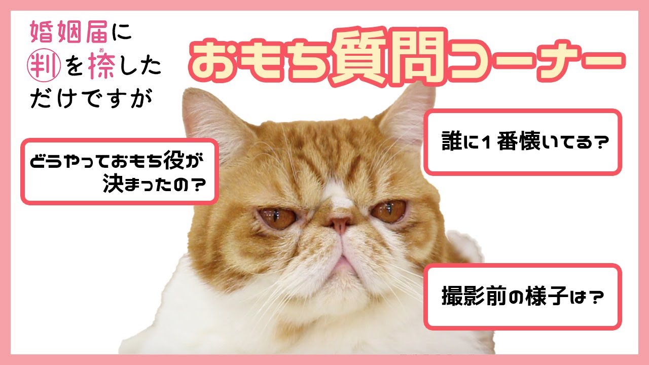 噂の猫ニュース ドラマ 婚姻届けに判を捺しただけですが のオモチとは ねこニュース