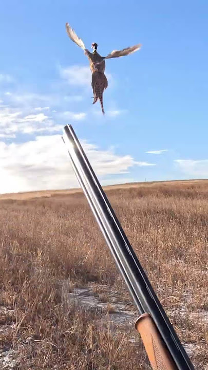 Colorado Pheasant Hunt Preview | Simple Hunts S69 #hunting #birdhunting #birddog