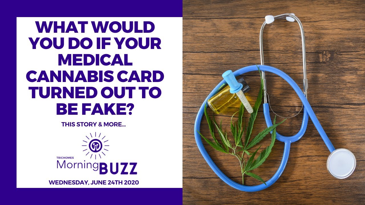 WHAT WOULD YOU DO IF YOUR MEDICAL CANNABIS CARD WAS FAKE TRICHOMES what-would-you-do-if-your-medical-cannabis-card-was-fake-trichomes