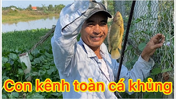 Câu cá rô đồng cá thác lác toàn cá ngon