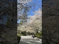 Cherry Blossoms in Ōsaki, Tokyo, Japan　東京大崎の桜 #sakura #travel