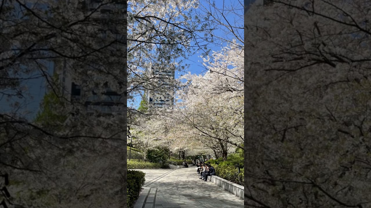 Cherry Blossoms in Ōsaki, Tokyo, Japan　東京大崎の桜 #sakura #travel