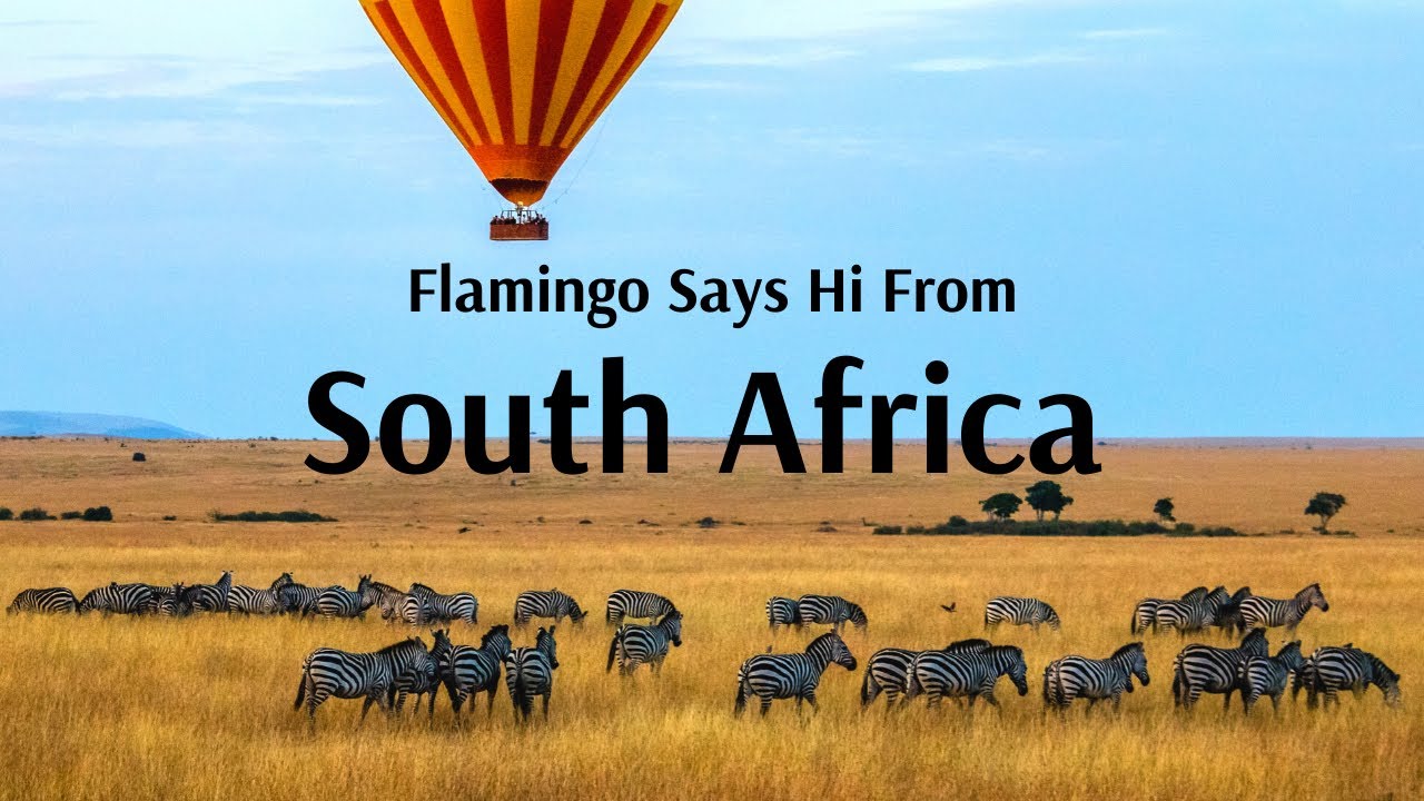Flamingo says Hi from South Africa!!! - Flamingo Transworld