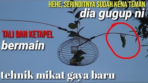 tehnik mikat serindit menggunakan tali//serindit hinggap lepas kembali