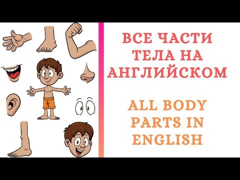 Все Части Тела Человека На Английском All Body Parts In English