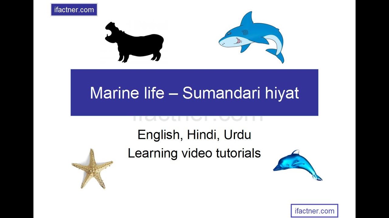 English Learning Lessons For Beginners In Hindi Marine Life In English Youtube