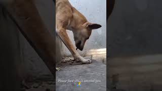 Please feed strays surrounding you 🙏🏻🫶🏻 #dog #adoptstrays #dogfood #dogs
