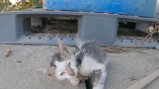 Rescued: Kindhearted Soul Saves Stray Kitten Bound by Heavy Iron Chains, Unable to Move