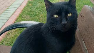 A black beauty cat came up to me when I was resting on a bench