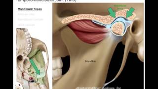 Infratemporal fossa