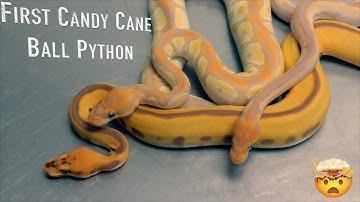 Our BIGGEST Reveal EVER - YOU WON’T BELIEVE THESE ULTRAMEL CLOWNS!!