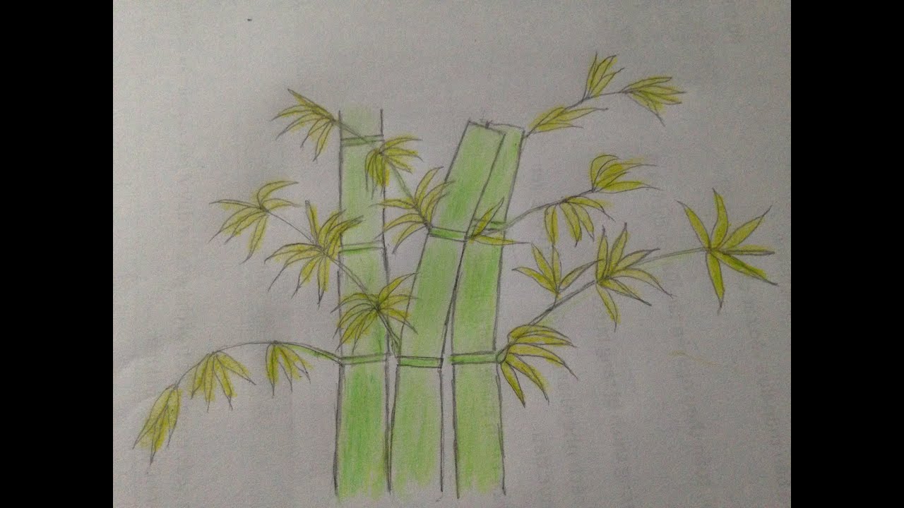 Cách Vẽ Cây Tre Việt Nam Đơn Giản | Hướng Dẫn Vẽ Cây Tre Bằng Bút Chì |  Draw Bamboo Tree - Youtube