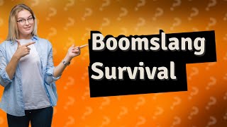 Can a human survive a boomslang bite?