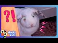 Fluffy bunny thumps his feet at us but why  dodo kids  animals