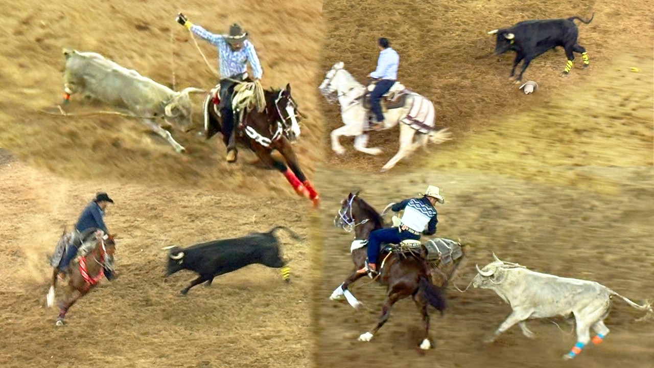 ¡¡TOROS BRAVOS BUSCA CABALLOS!! JARIPEO EN LA MONUMENTAL DE MORELIA MICHOACAN MEXICO DIC 2025