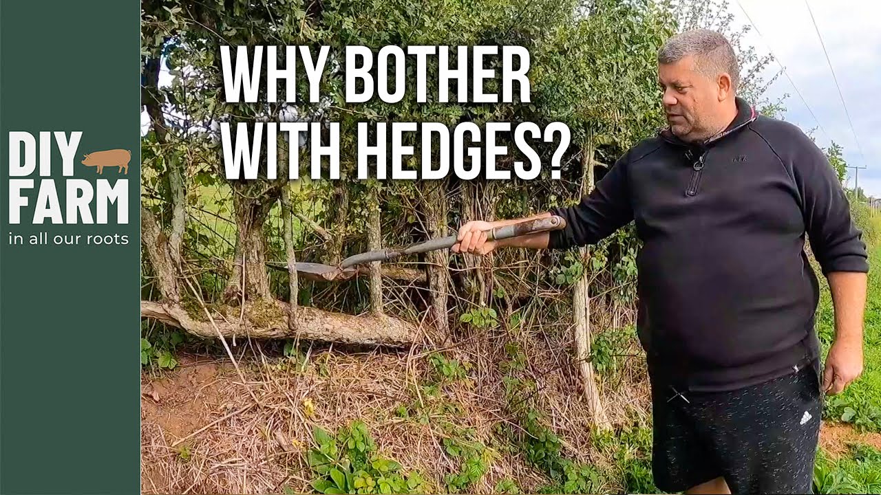 HEDGES AND EDGES - This is where the magic happens 🌳 - YouTube
