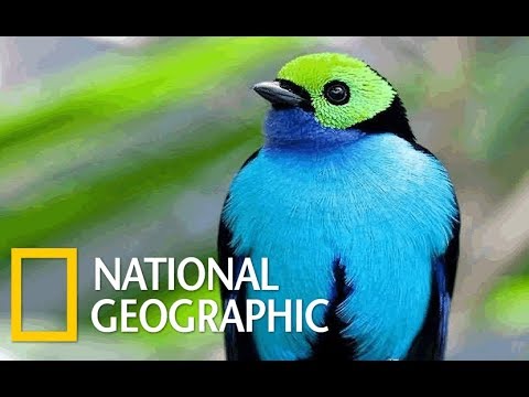 Wildlife Birds - Amazing Tropical Birds (Nat Geo)