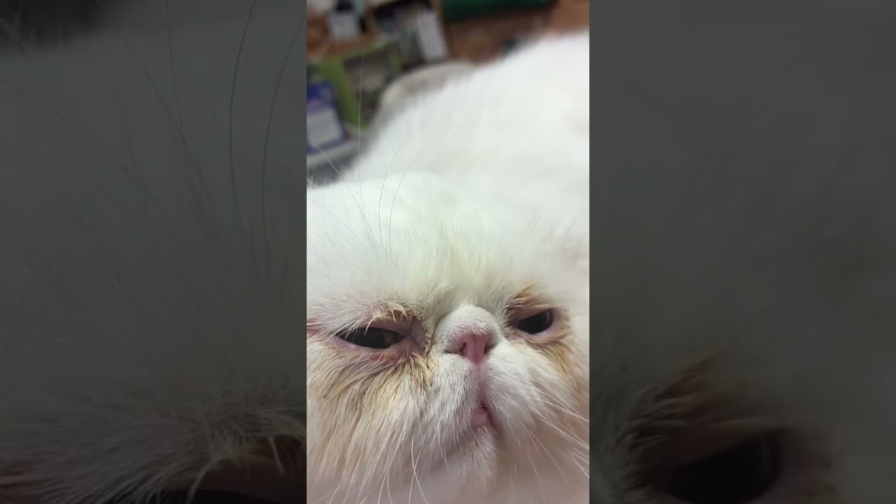 猫 片目 しょぼしょぼ