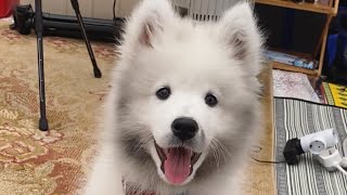 A 3month old samoyed went to a camping for the first time and got a beard