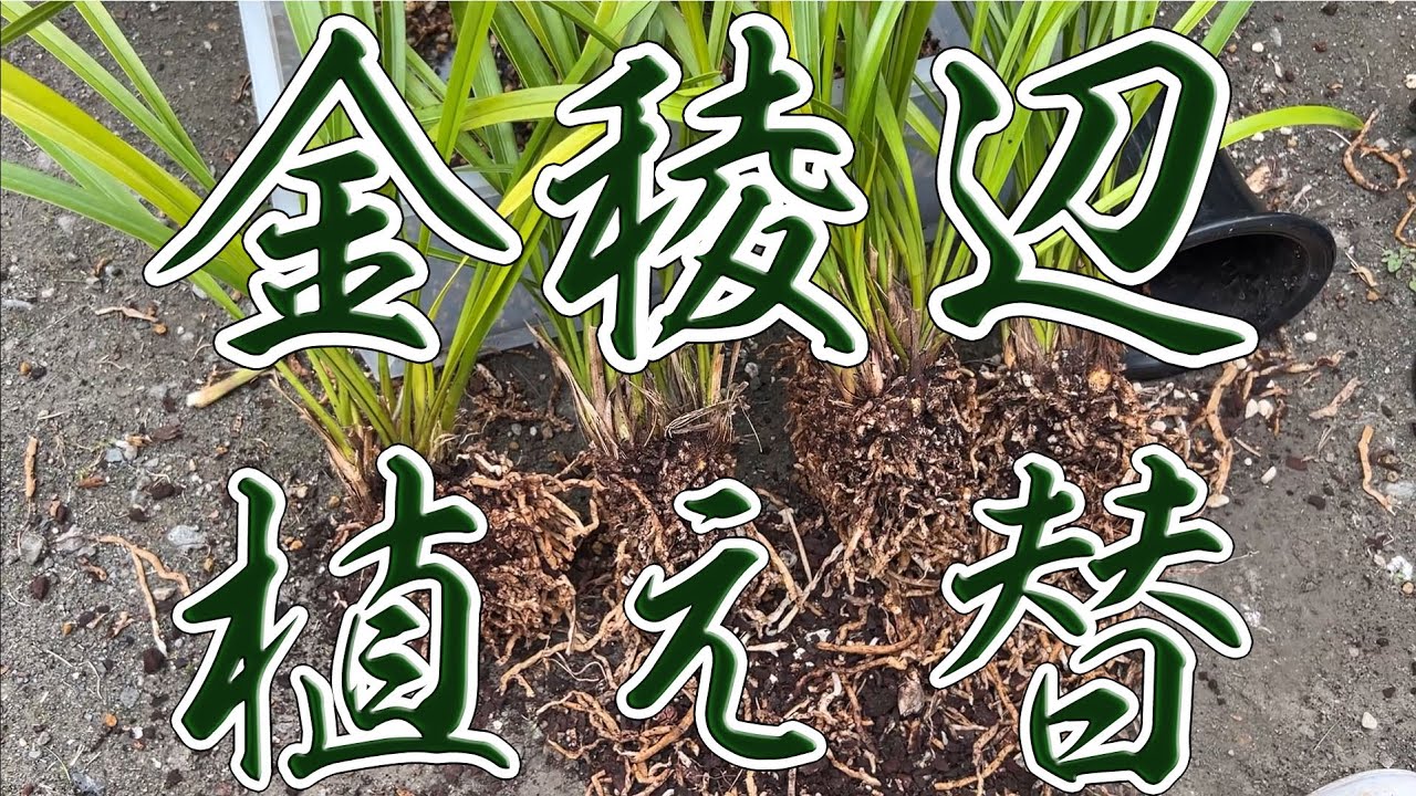 【ニホンミツバチ 探索蜂の誘引に使っていたキンリョウヘン】株分け・植え替