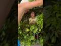 I heard crying cat at beach Hotel 🏨😿#kozakotiki #catshorts #catvideos #catlover #catfunny