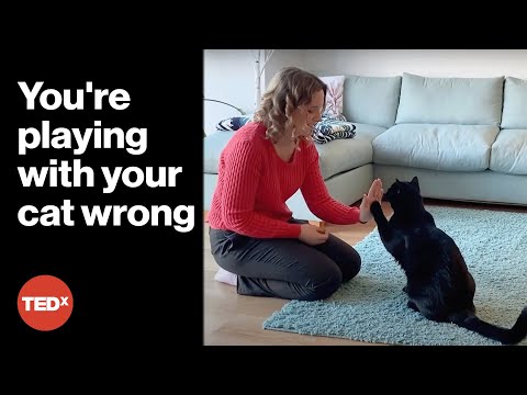 Make your cat
