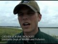 Lousiana Pelicans Find a Home in Texas