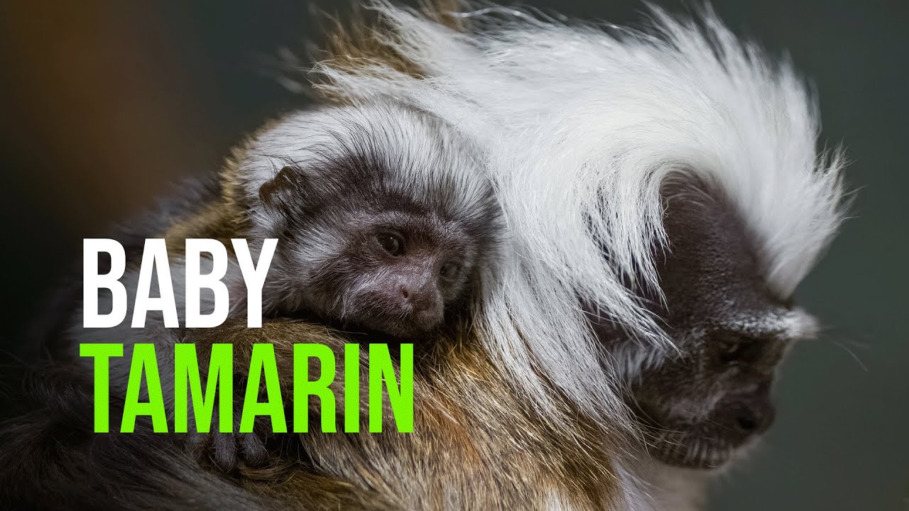 Newborn Critically Endangered Tamarin Has Serious Hair