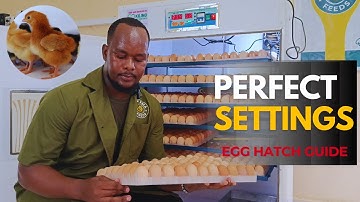 How to Hatch Chicken Eggs in an Incubator | Temperature & Humidity Settings
